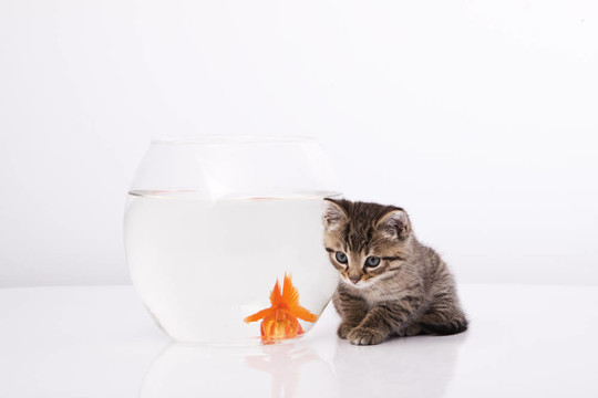 家里的貓和一只金魚