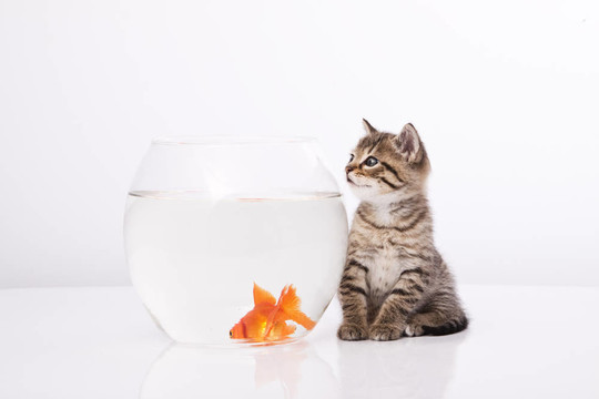 家里的貓和一只金魚