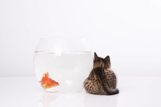 家里的貓和一只金魚