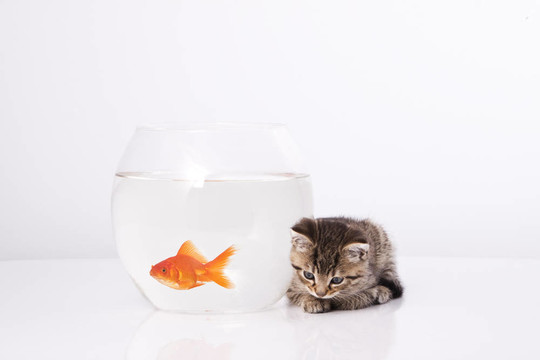 家里的貓和一只金魚