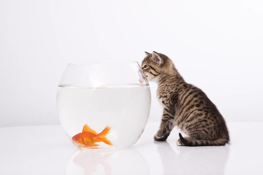 家里的貓和一只金魚