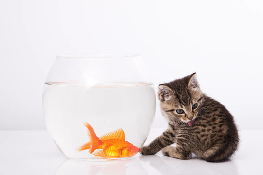 家里的貓和一只金魚