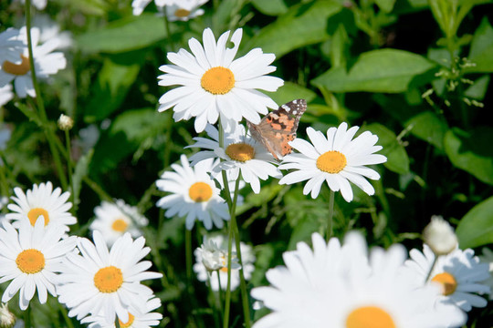 camomiles