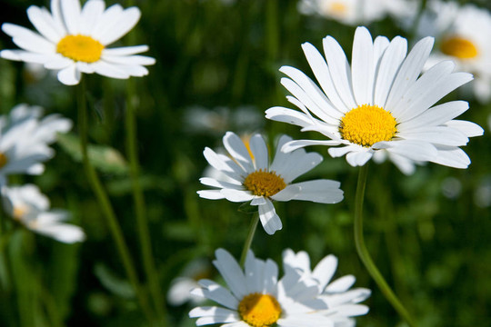 camomiles