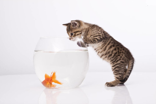 家里的貓和一只金魚