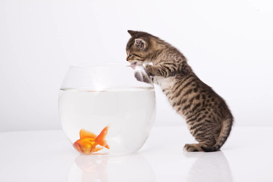 家里的貓和一只金魚