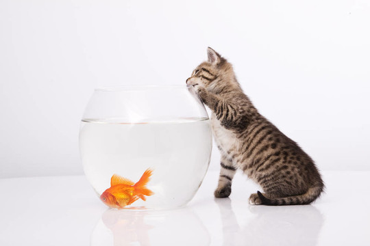 家里的貓和一只金魚