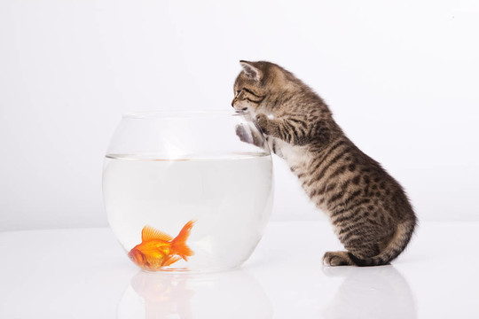 家里的貓和一只金魚