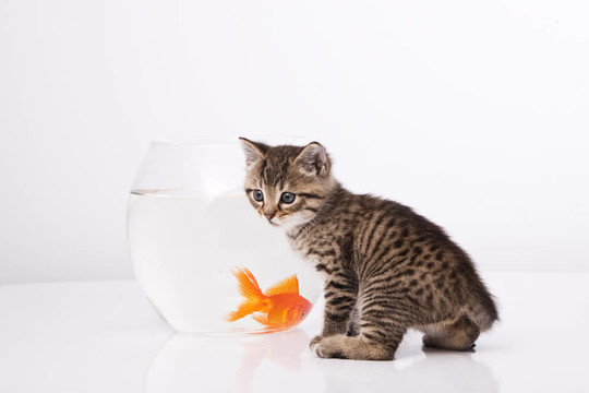 家里的貓和一只金魚