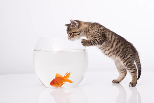 家里的貓和一只金魚
