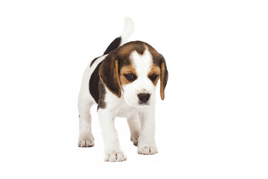 比格犬