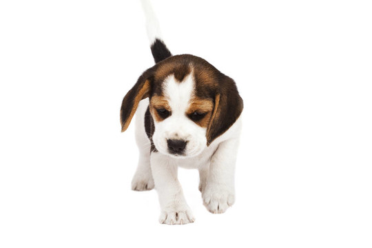 比格犬