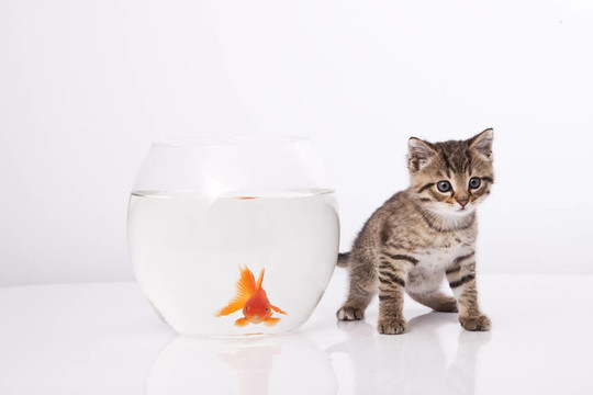 家里的猫和一只金鱼