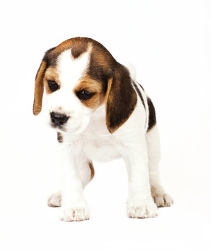 比格犬
