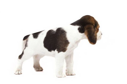 比格犬