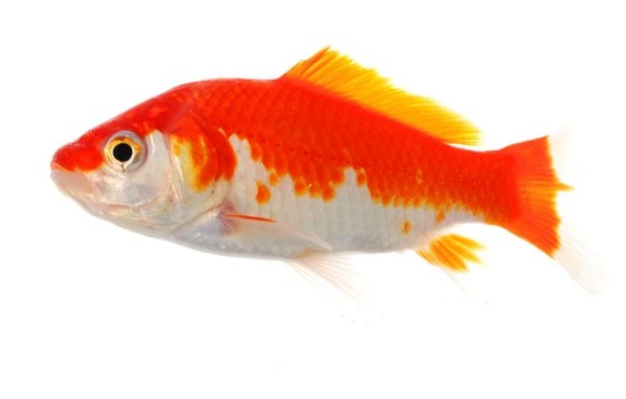 金魚(yú)
