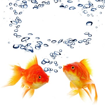 金魚和分隔開的