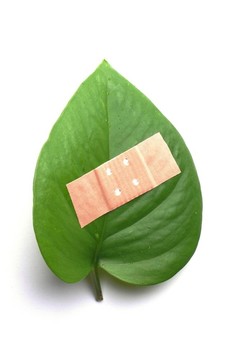 生態(tài)學(xué)的概念