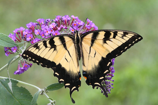 雄虎鳳蝶（Papilio glaucas）