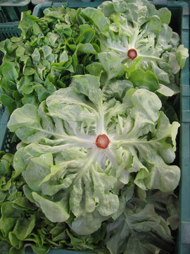 奶油生菜
