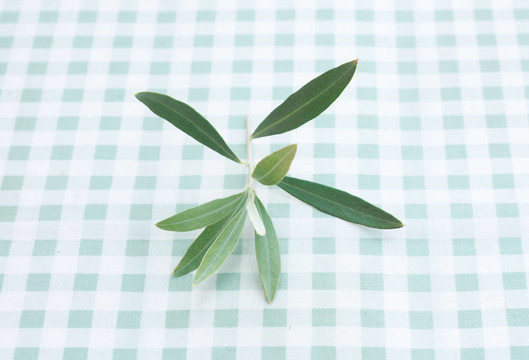 橄欖樹(shù)的樹(shù)枝