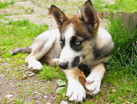 Husky的小狗