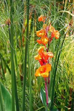 百合花