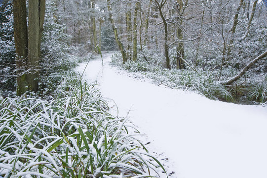 美麗的道路通過森林與處女雪地面