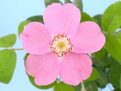 狗薔薇