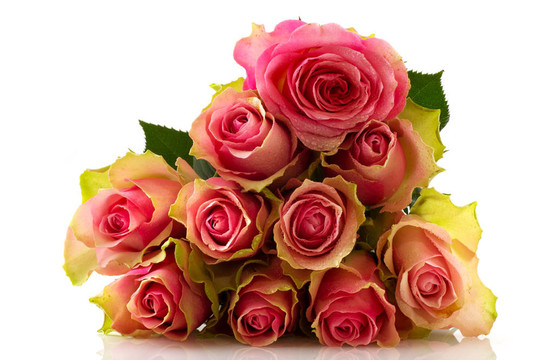 粉薔薇