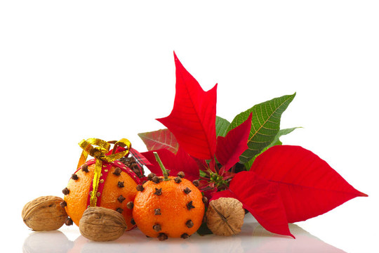 丁香和Poinsetta橙