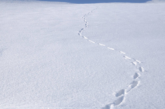 雪地里的動物足跡