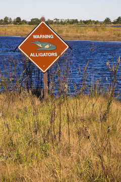 aligators！