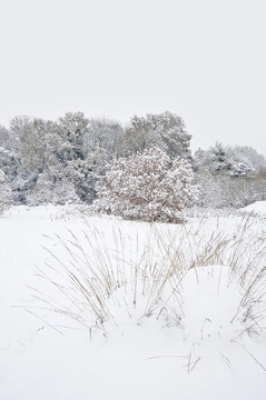 冬季森林雪景