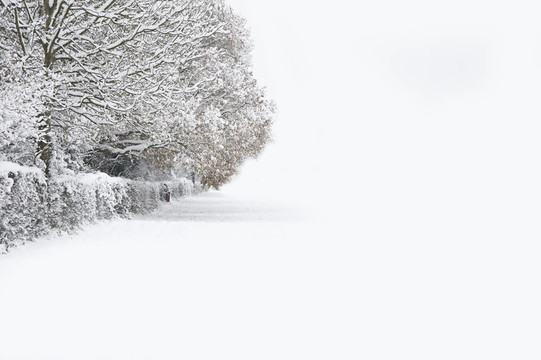冬季森林雪景