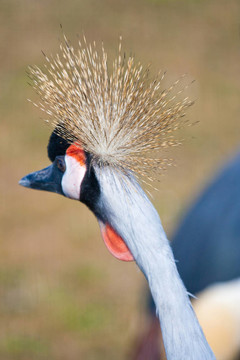 丹頂鶴（Balerica pavonina）