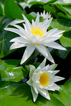 白色的百合花