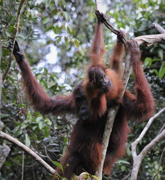 Mother Orangutan和寶寶