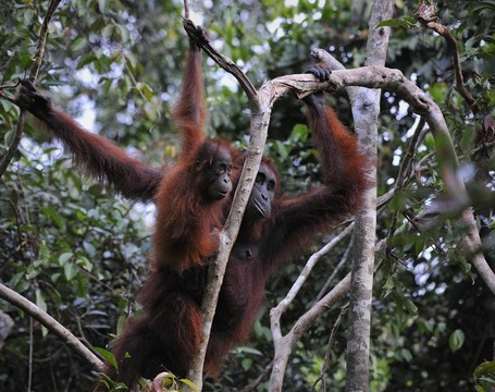 Mother Orangutan和寶寶