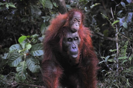 Mother Orangutan和寶寶