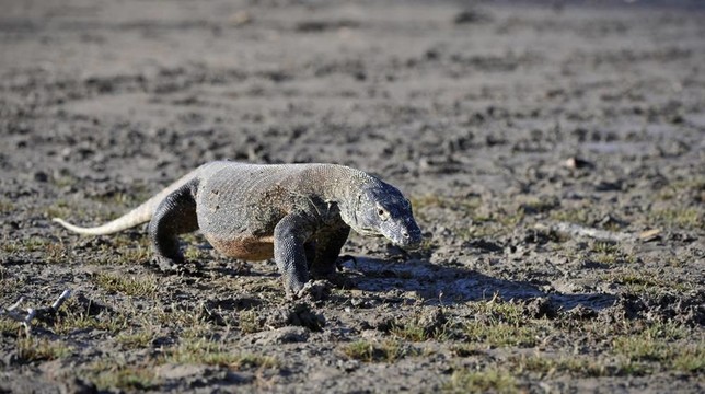 Komodo Dragon（Varanus komodoensis）