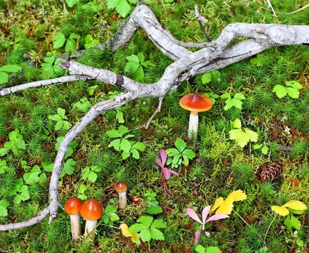森林地板上的蘑菇和苔蘚