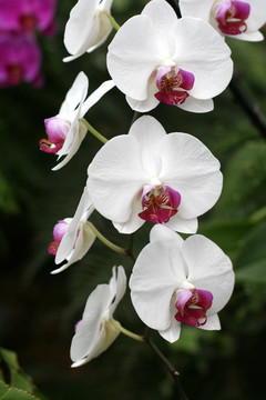 蘭花