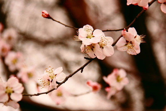 在山上關(guān)閉杏花