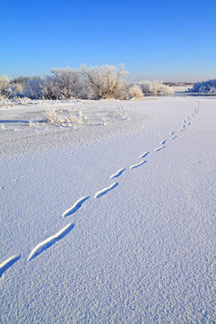 水晶雪上的人類痕跡