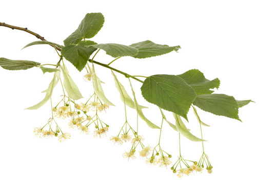 菩提樹