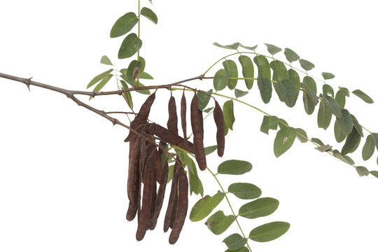 阿拉伯樹(shù)膠