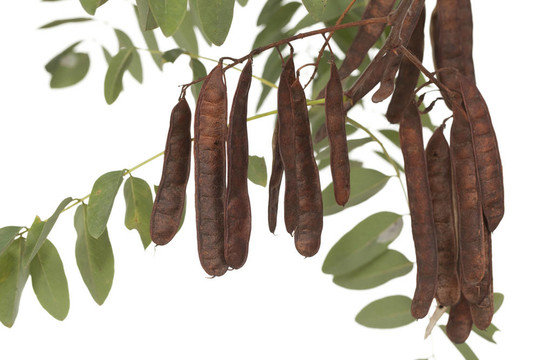 阿拉伯樹膠