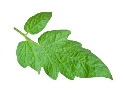 番茄葉