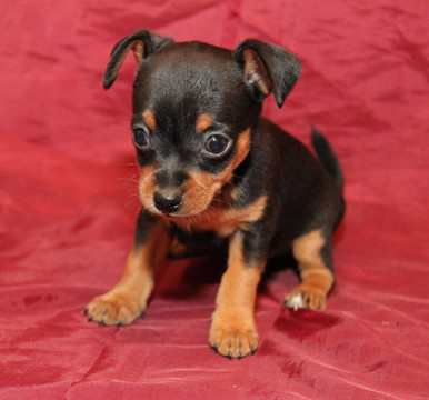 俄羅斯玩具犬